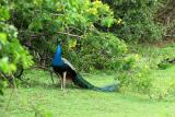 Yala National Park